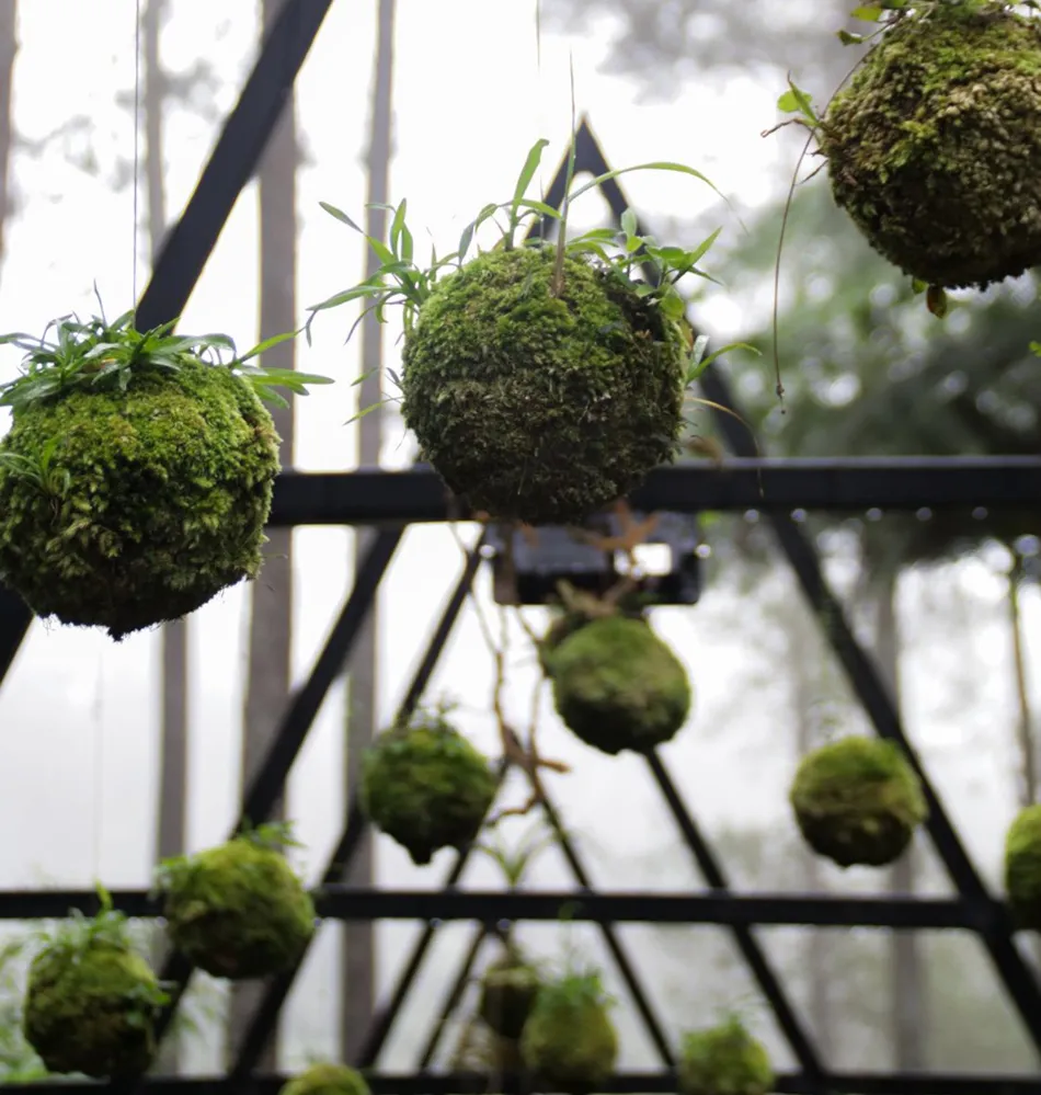 Imagen de paquete de plantas para lobby.
