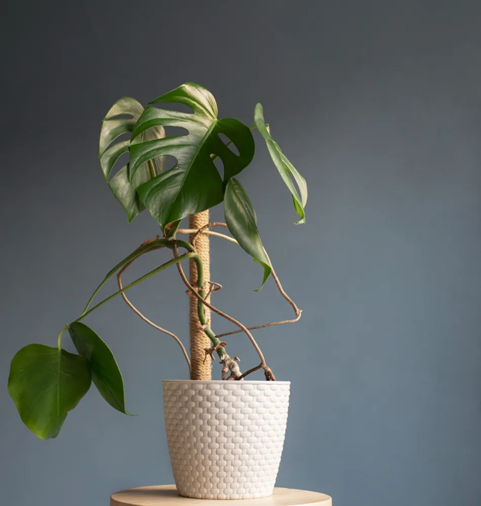 Imagen de planta de interior.