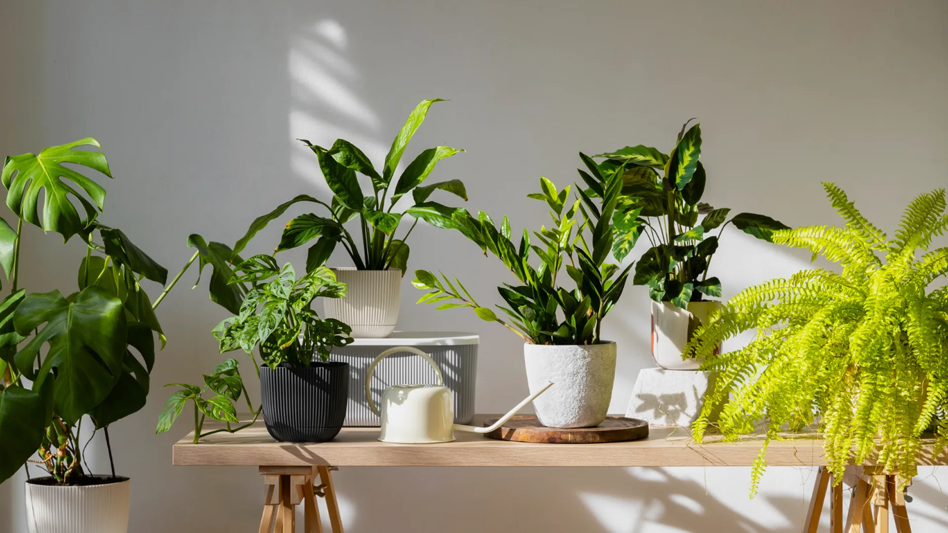 Visualización de Plantas de Interior