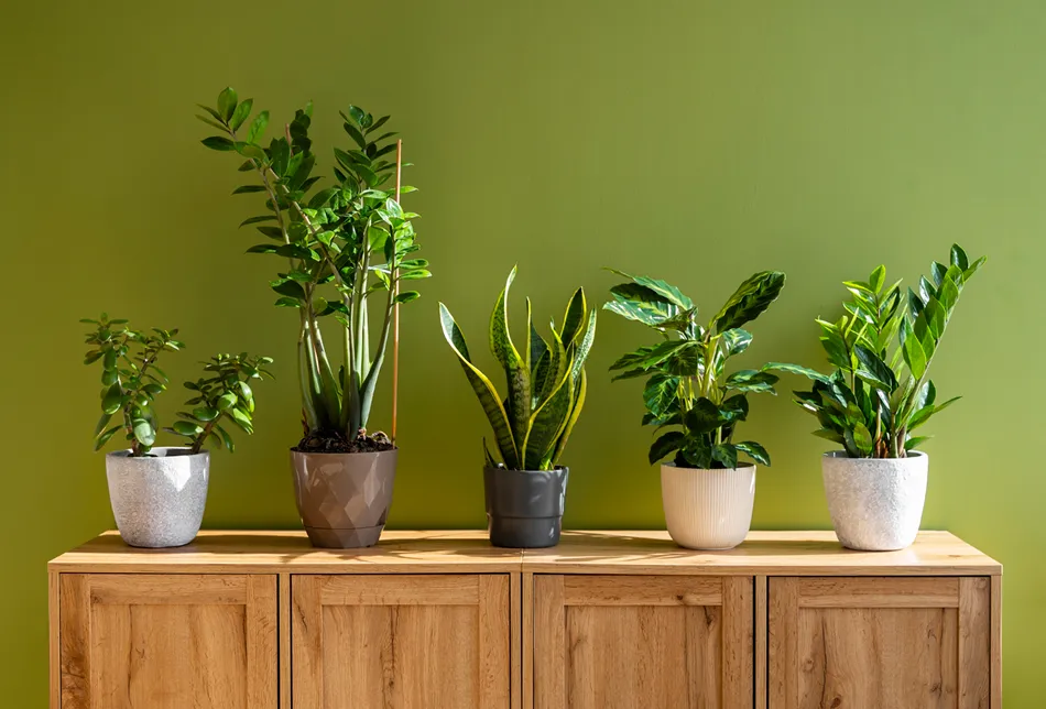 Ilustración de Plantas de Interior